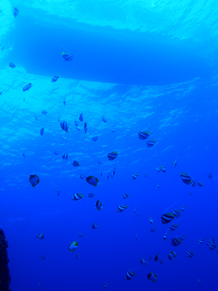 b0062363_372424.jpg