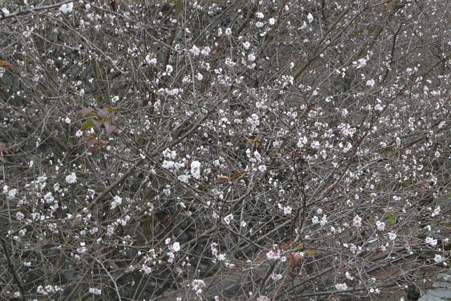 f0127675_47572.jpg
