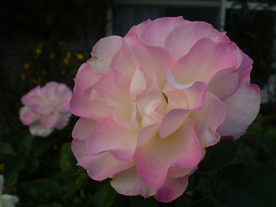 a0135990_2159299.jpg