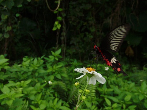 a0117305_21471518.jpg