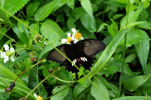a0117305_21573850.jpg