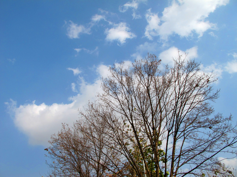 a0101715_829736.jpg