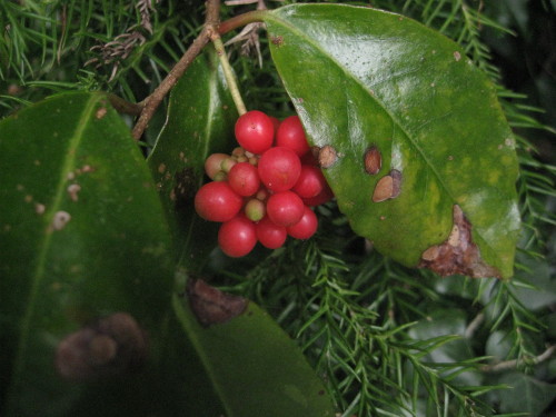 c0179351_12553613.jpg