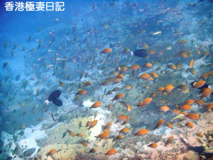 f0190653_8593646.jpg