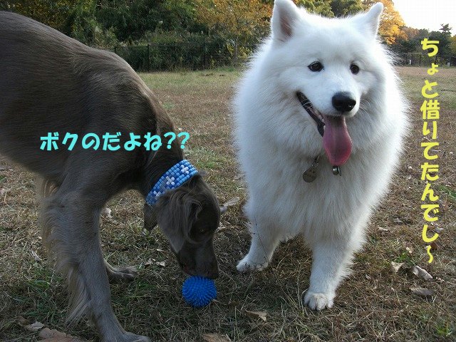 e0176159_16165051.jpg