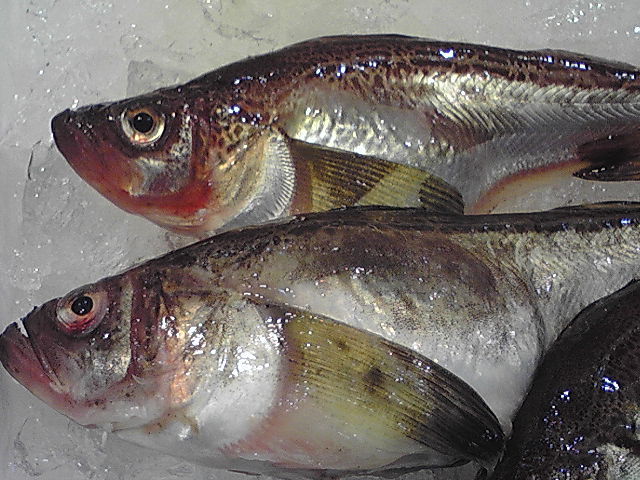 e0216159_1222558.jpg