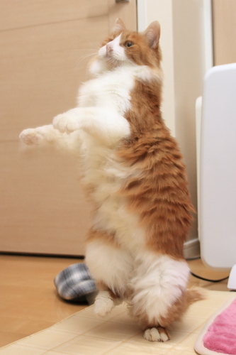 ♪ 踊る琥珀