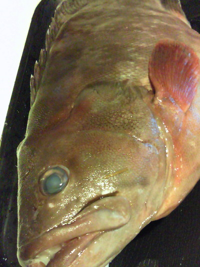 f0084695_16525052.jpg