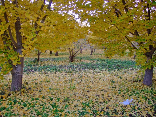 f0147025_172982.jpg