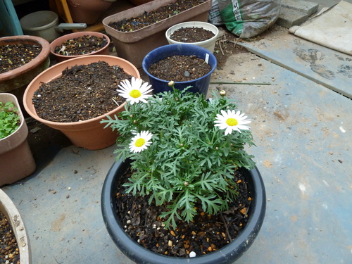 e0033229_2195017.jpg