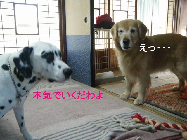 b0127531_11394465.jpg