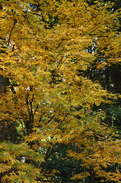 f0078132_42834.jpg