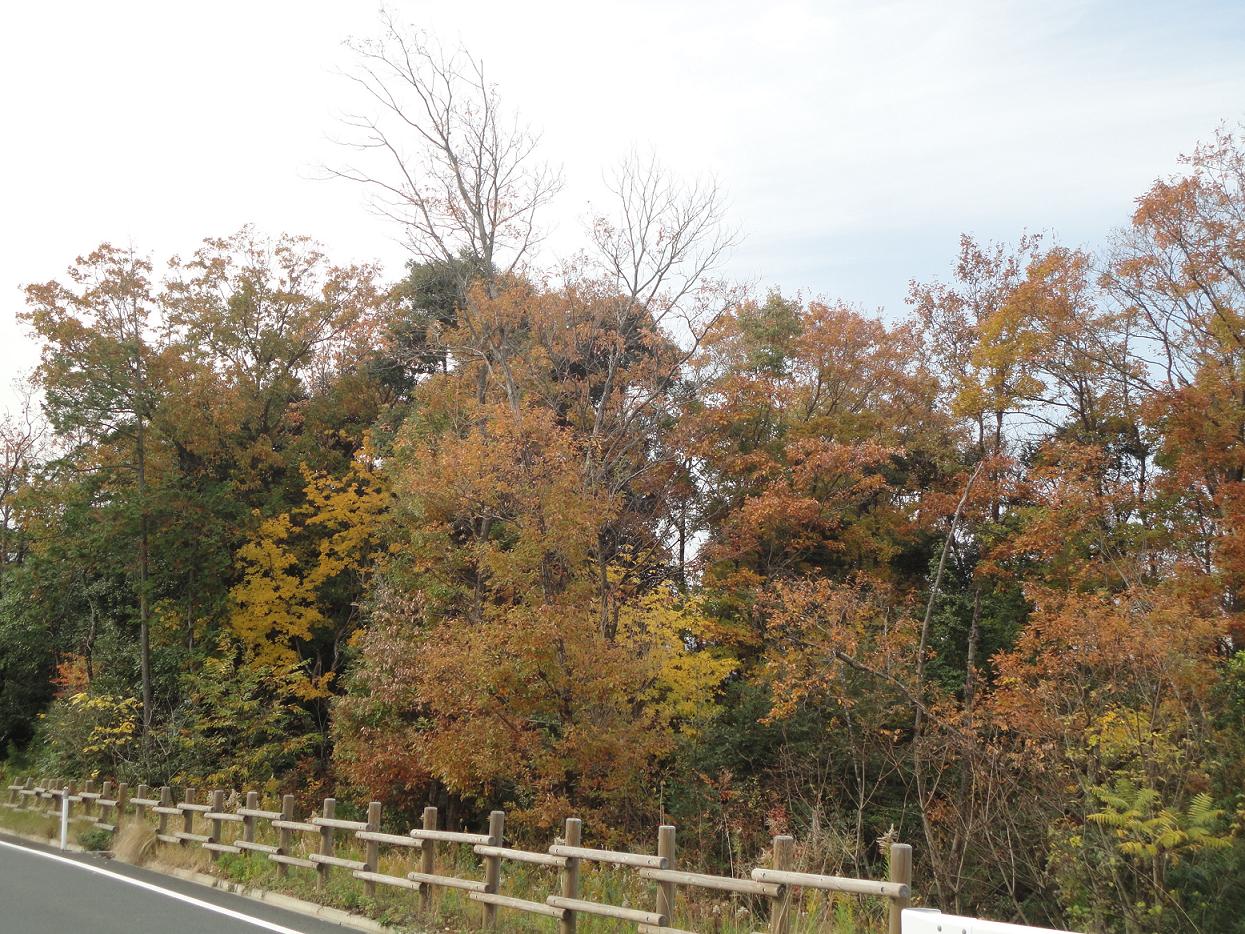 f0131491_17442954.jpg