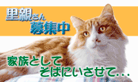 琥珀バナー 里親募集バナー