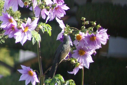 c0042418_9105661.jpg