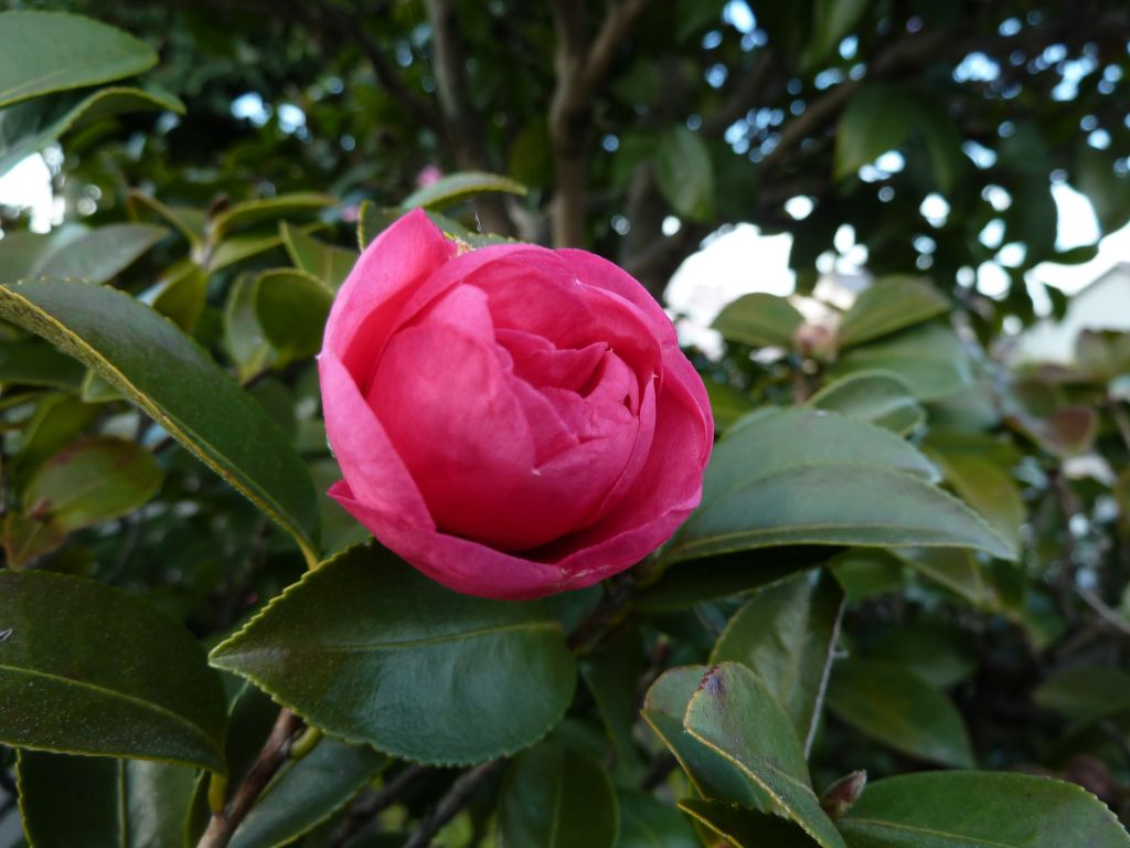 e0033229_20423579.jpg