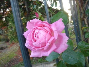 f0131535_16543540.jpg