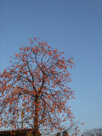 f0131535_16552219.jpg