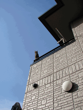 c0136736_20112632.gif