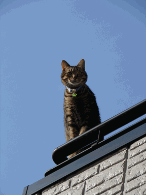 c0136736_20122897.gif