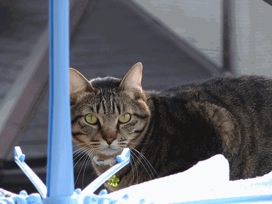 c0136736_20133677.gif