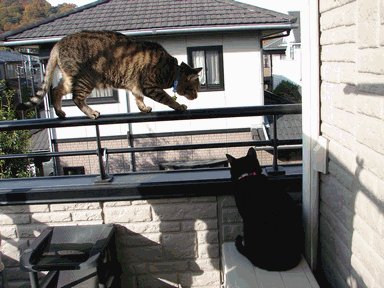 c0136736_20142510.gif