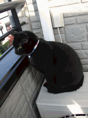 c0136736_20145318.gif