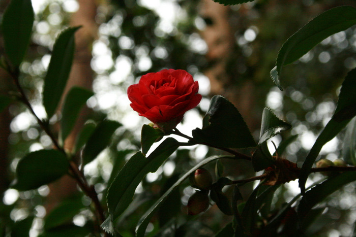 b0168840_133656.jpg