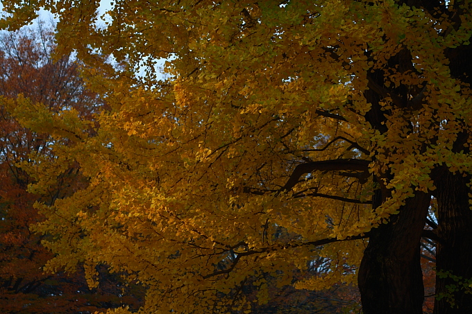 e0165983_10201480.jpg