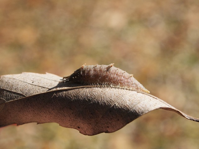 b0194593_17113223.jpg