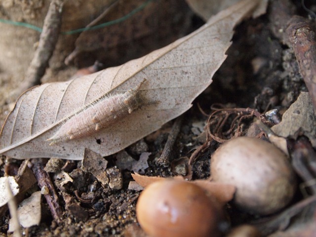 b0194593_1791822.jpg