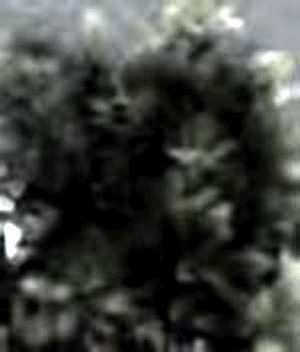 e0103408_1213374.gif