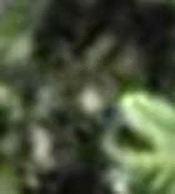 e0103408_1275565.gif