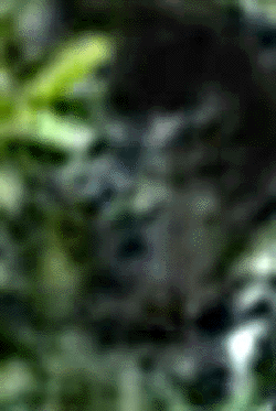 e0103408_1283518.gif