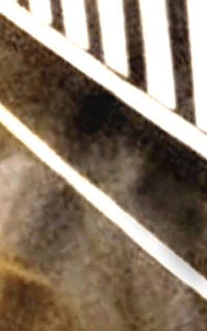 e0103408_622772.gif