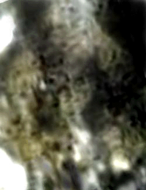 e0103408_6301858.gif
