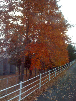 c0069036_21465848.jpg