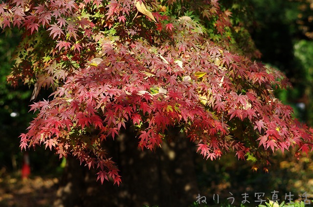 a0009142_1343569.jpg