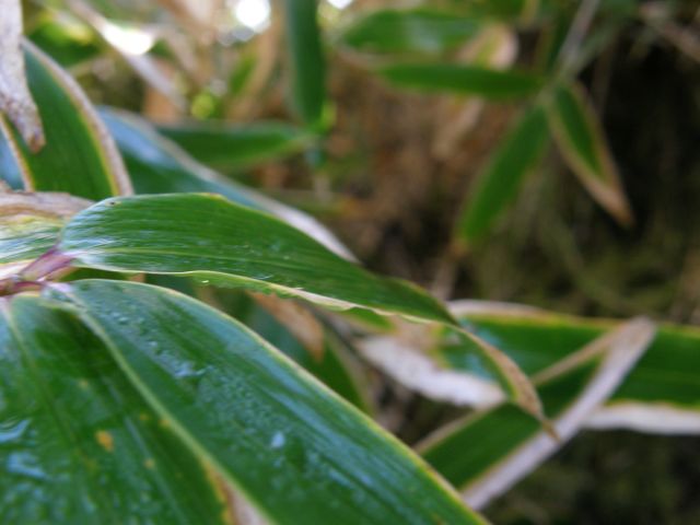 c0042869_9132969.jpg