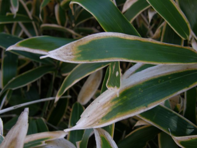 c0042869_9134082.jpg