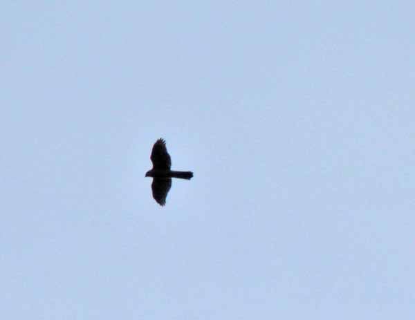 f0086169_2044745.jpg