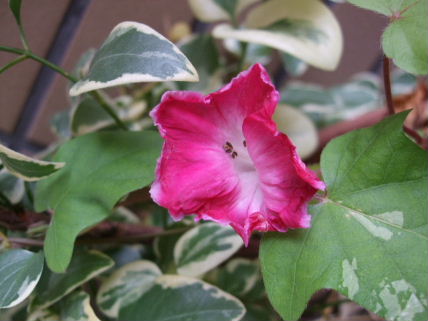 f0039281_22225852.jpg