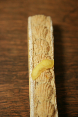f0161494_7395255.jpg