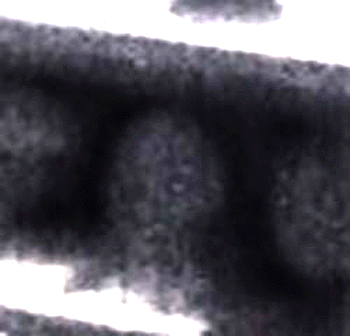 e0103408_15362296.gif