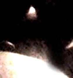 e0103408_15421824.gif