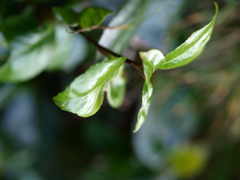 f0215431_1748336.jpg
