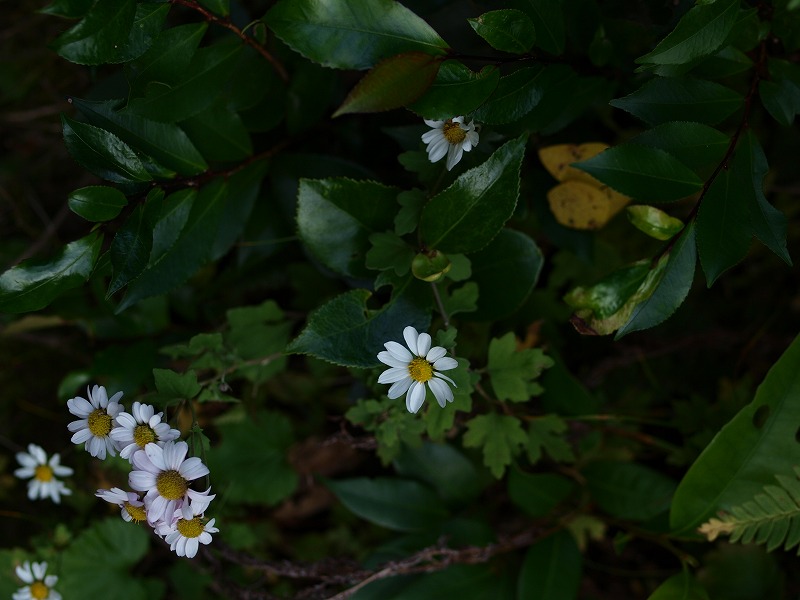 f0215431_17483954.jpg