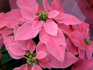 a0152665_20315015.jpg
