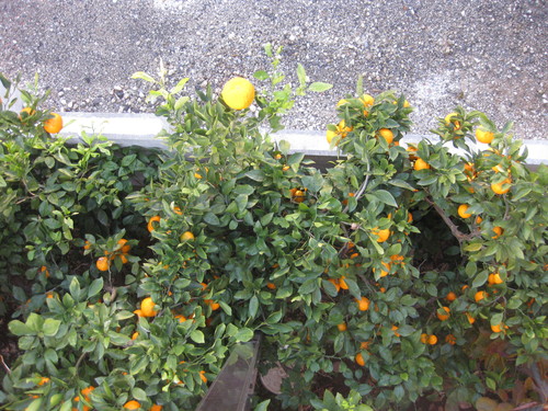 d0164495_12432448.jpg