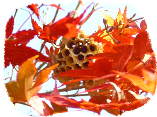 c0146127_11182373.gif